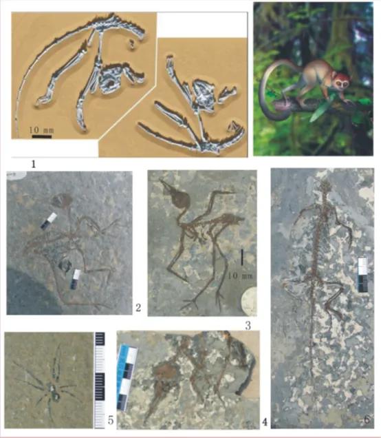人类的祖先到底是猩猩还是猴子,人类的祖先到底是猴子还是猩猩