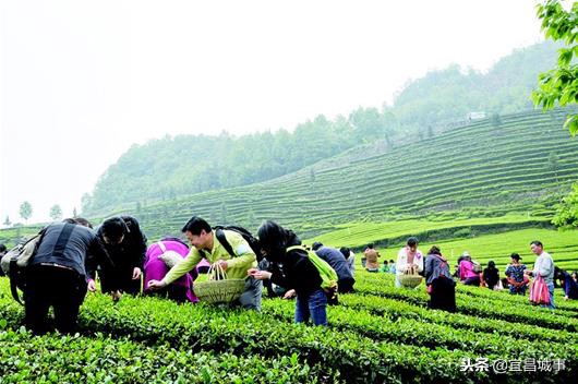五峰青岗岭茶园旅游,五峰春季旅游攻略