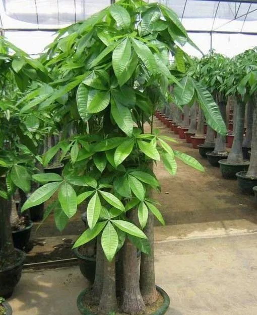 100种常见观叶植物图鉴史上最全,农村常见的100种植物