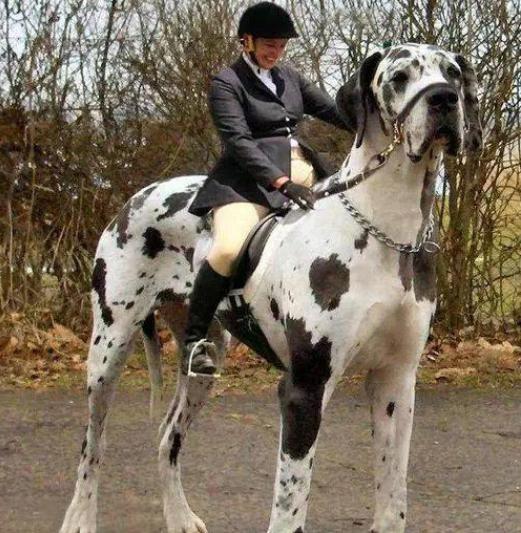 最霸气又好养的狗是什么狗,最酷的六种狗排名前十