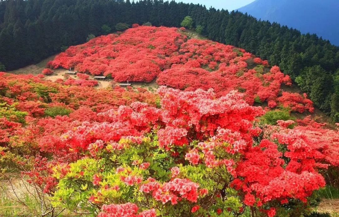 100种常见观叶植物图鉴史上最全,农村常见的100种植物