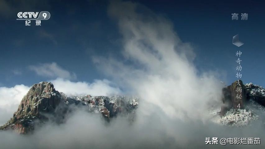 蝙蝠为什么是背锅侠,蝙蝠真实纪录片
