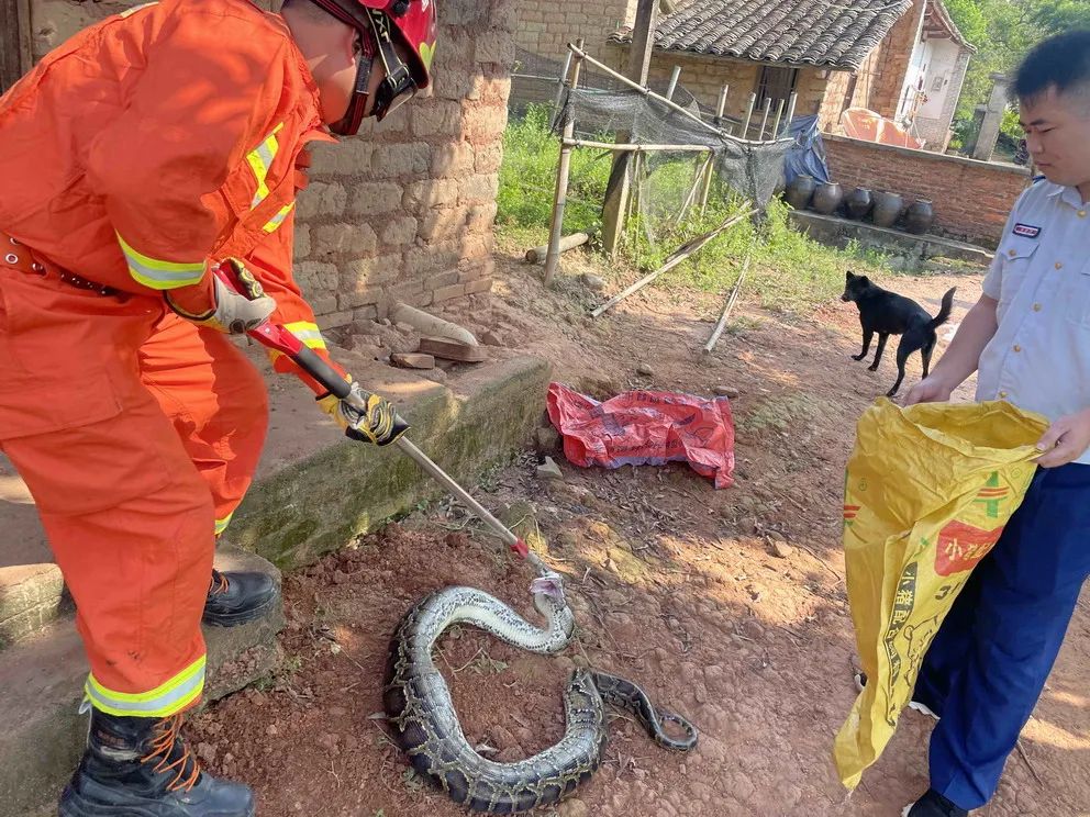 可怕40斤巨蟒藏天花板,吓人巨蟒
