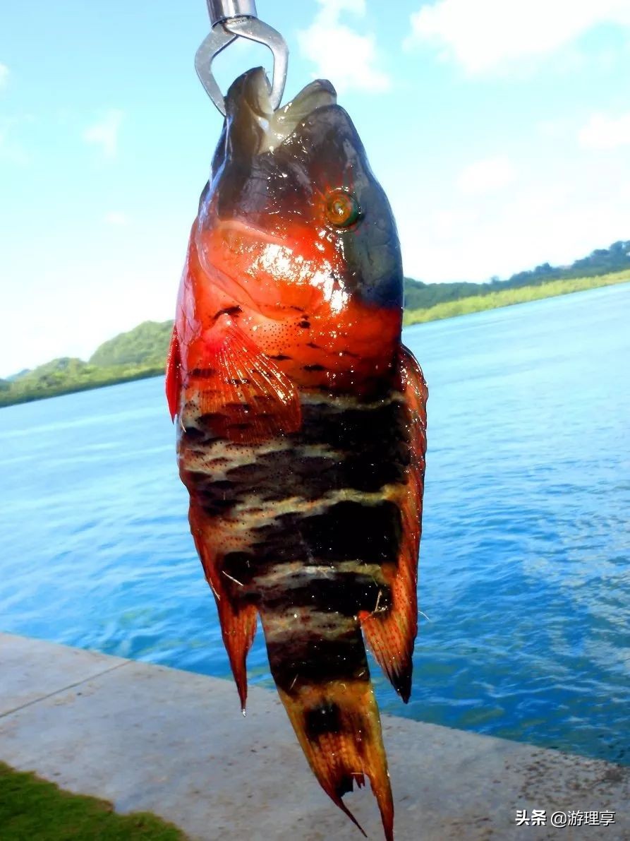 国外哪个海岛旅游可以海钓,度假海岛海钓刺激