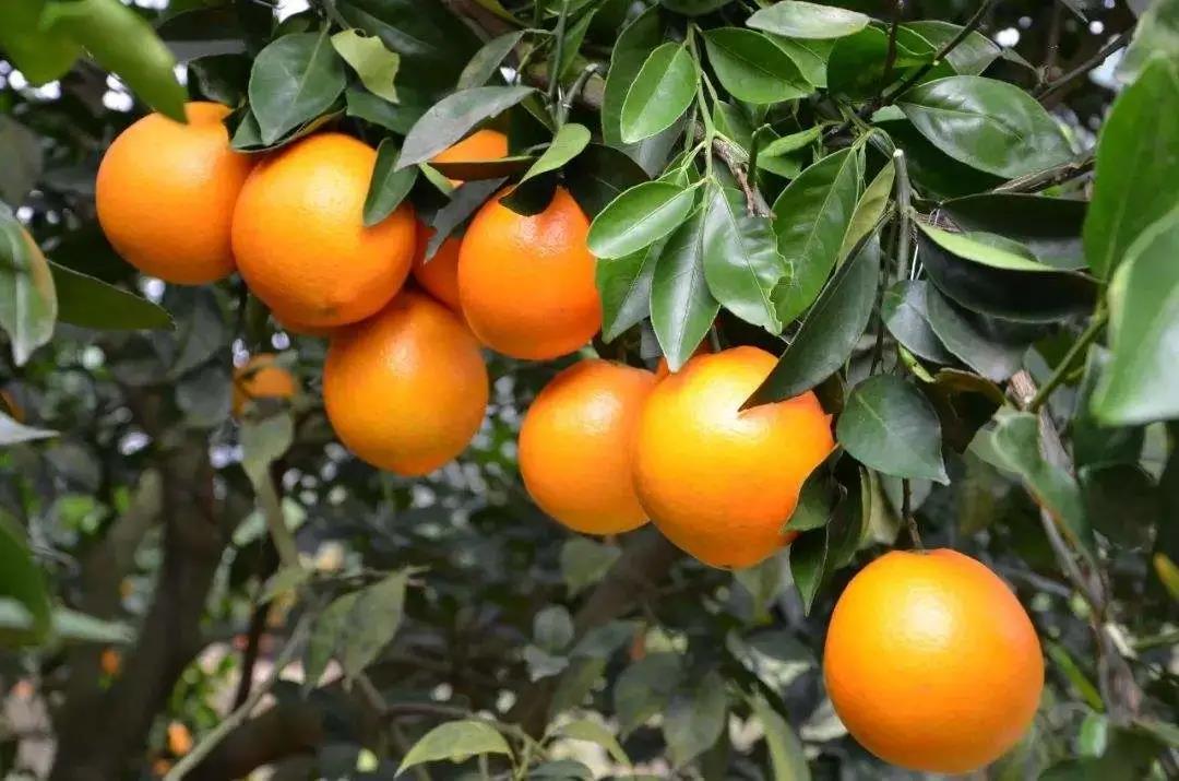 重庆疫情去哪旅游合适些,重庆疫情2020适合去旅游吗