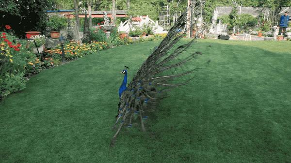 一个安徽爷爷，花1万块种出5000㎡私家花园，被评为中国最美