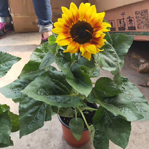 教师节应该给老师送什么花最合适,教师节给老师送什么花比较合适