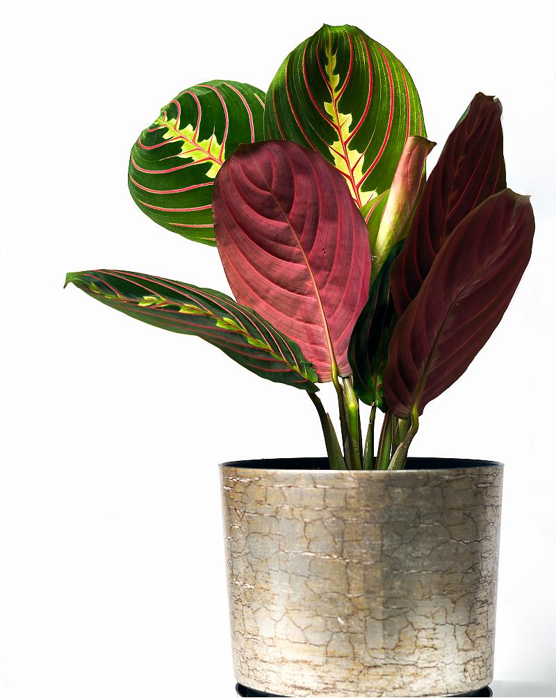 别说你对绿植没有误解，来看看你占哪一条