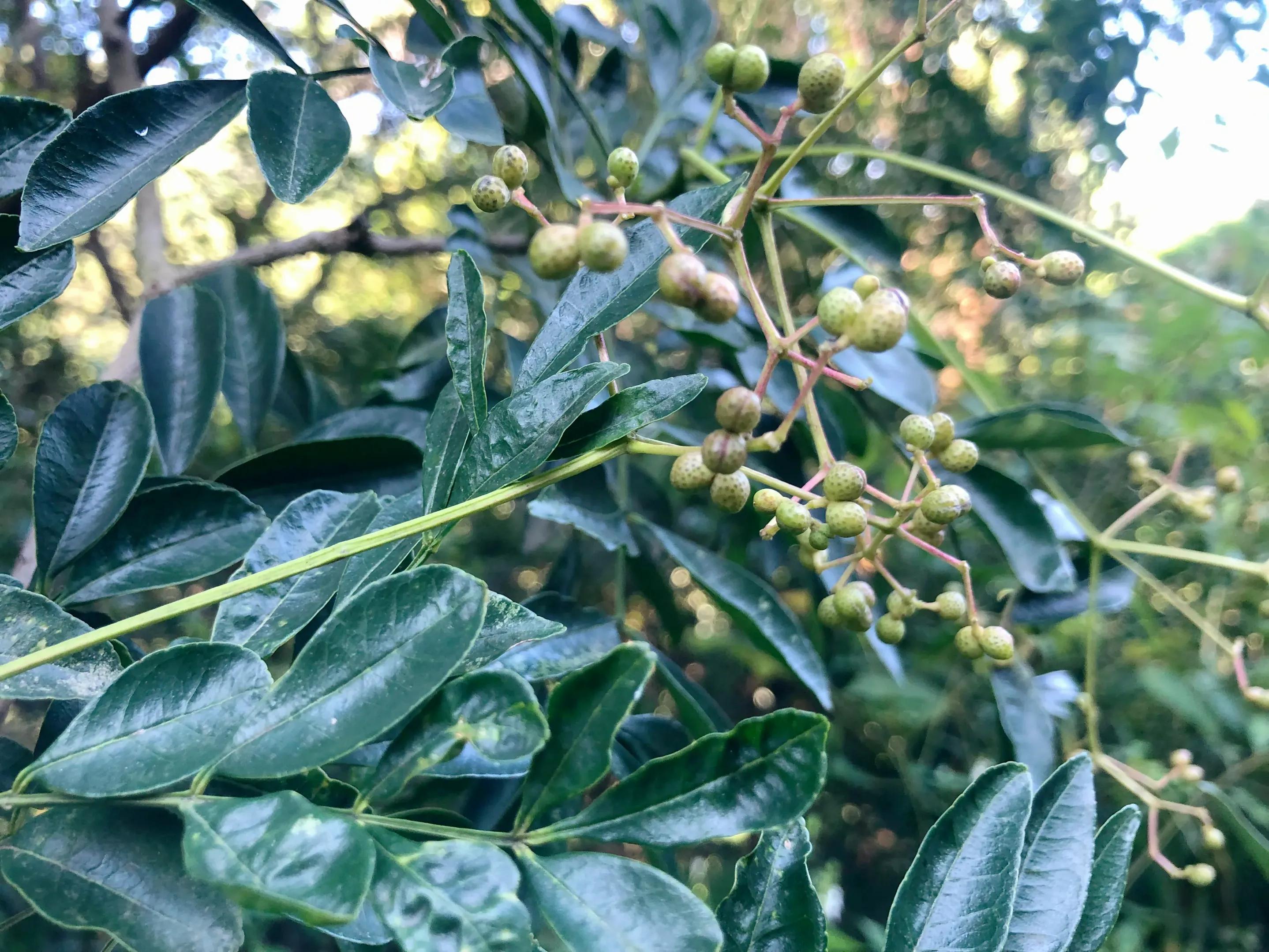 深山野岭野生植物,深山老林野菜植物