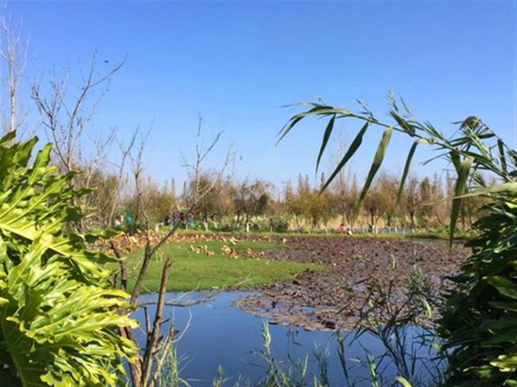 官渡古镇旅游攻略全部,云南官渡古镇游玩攻略路线