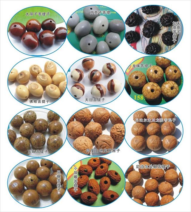 菩提含义和作用有哪些特点,菩提分类和戴法