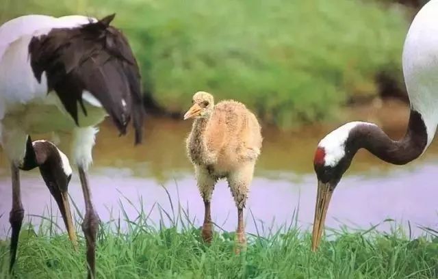 丹顶鹤的忠贞,丹顶鹤浪漫忠贞