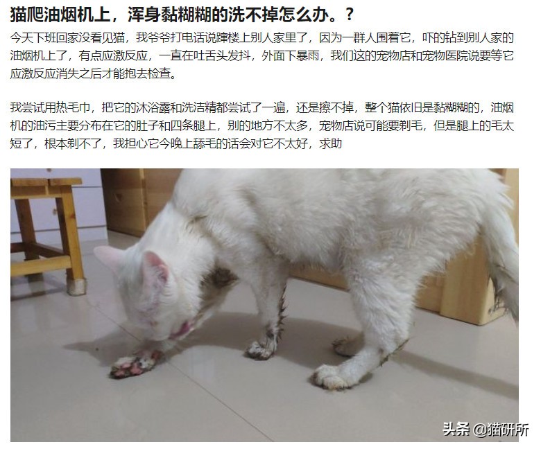 猫咪手脏怎么清洗,如何洗猫咪粘毛的物品