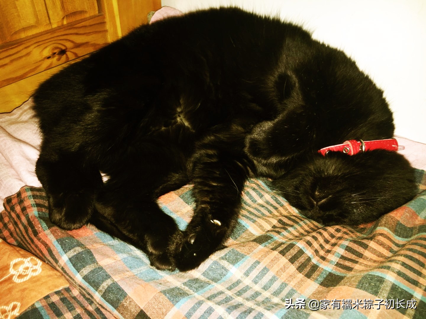教你如何拥有一只猫咪,如何快速拥有一只小奶猫