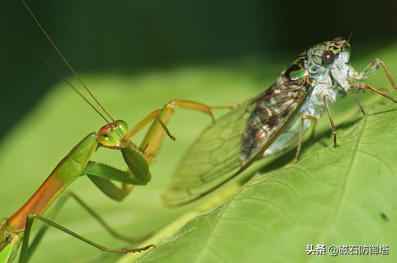 这个杀手不太冷里的人是谁,这个杀手不太冷里边的缉毒警