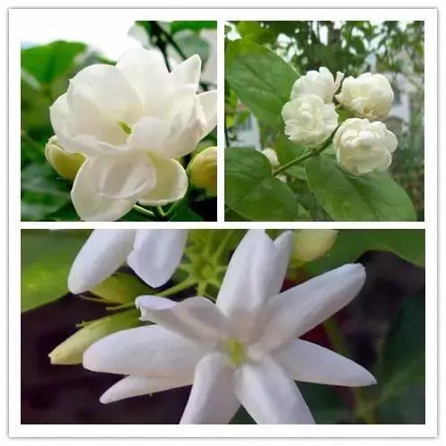 100种常见花卉资料大全,常见100种花卉介绍图片