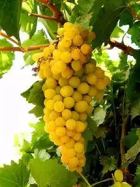 全国各地最全特产,全新疆特产