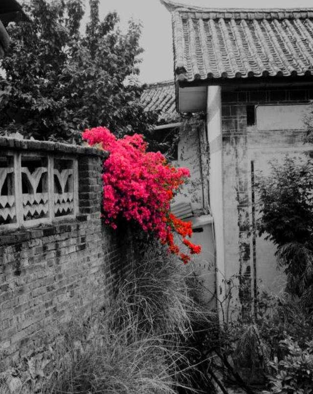 游园不值叶绍翁经典语录,叶绍翁游园不值的生动语言描写