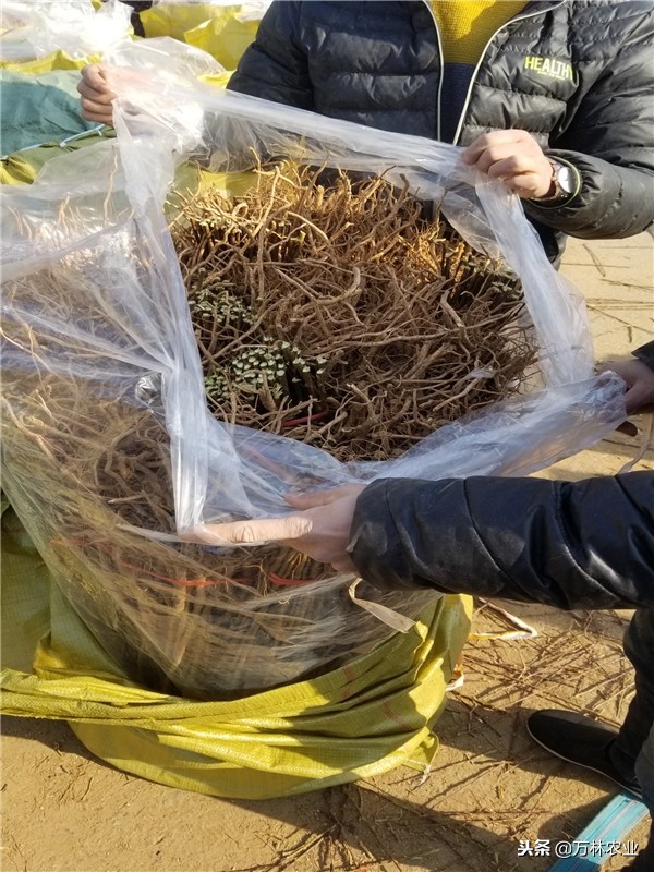 李子苗新品种恐龙蛋,恐龙蛋李子树苗适合湘南种植吗