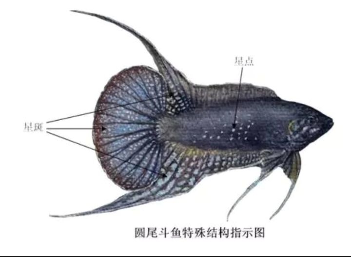 中国斗鱼圆尾和叉尾能杂交吗,圆尾斗鱼和叉尾斗鱼杂交是什么样