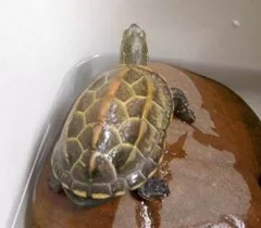 懒人适合养的宠物,十大最适合懒人养的宠物排名