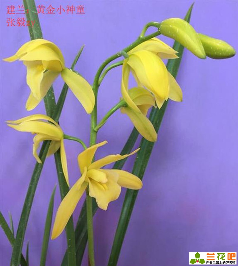 古今养兰经典,养兰秘诀