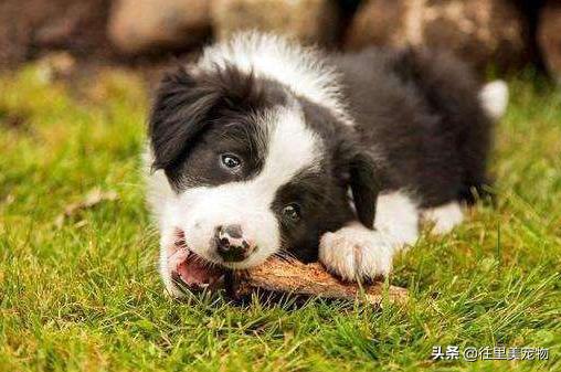 边境牧羊犬如何养比较好,怎样才能选只优秀的边境牧羊犬