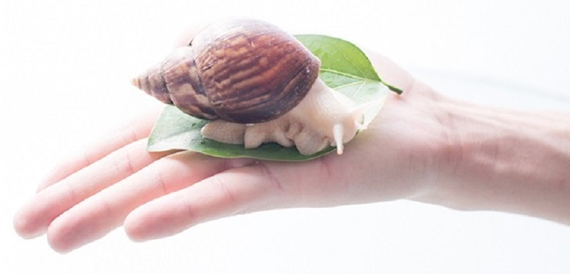 白玉蜗牛养殖前景和销路,白玉蜗牛多久能产子