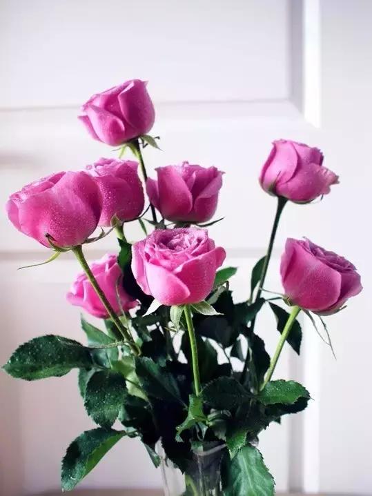 玫瑰大全｜说到玫瑰只能想到红玫瑰的，建议你好看看本文！