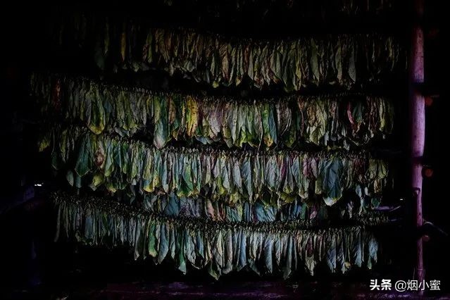 “RCEP”签了！盘点一下成员国的雪茄品牌（下）