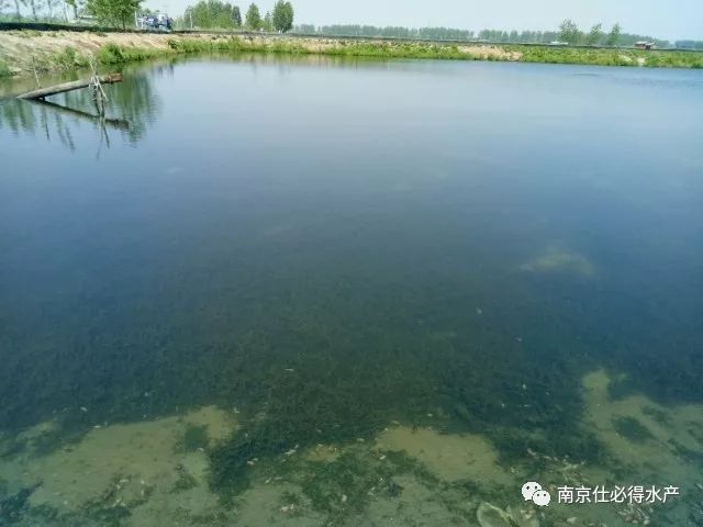 杀蓝藻现象,螃蟹塘用石灰可以杀蓝藻吗