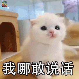 你的猫可能正在抑郁的深渊中挣扎,你家的猫会抑郁症吗