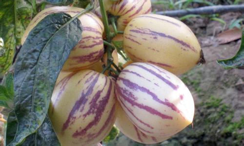 这七种水果的功效你要知道,这5种水果煮着吃美颜又养生