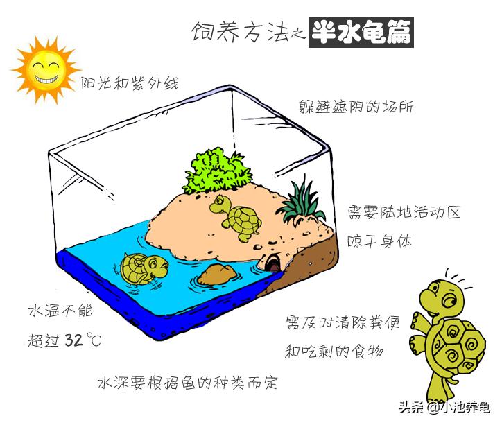 新手养什么龟比较好养,新手养龟方法养什么龟最好