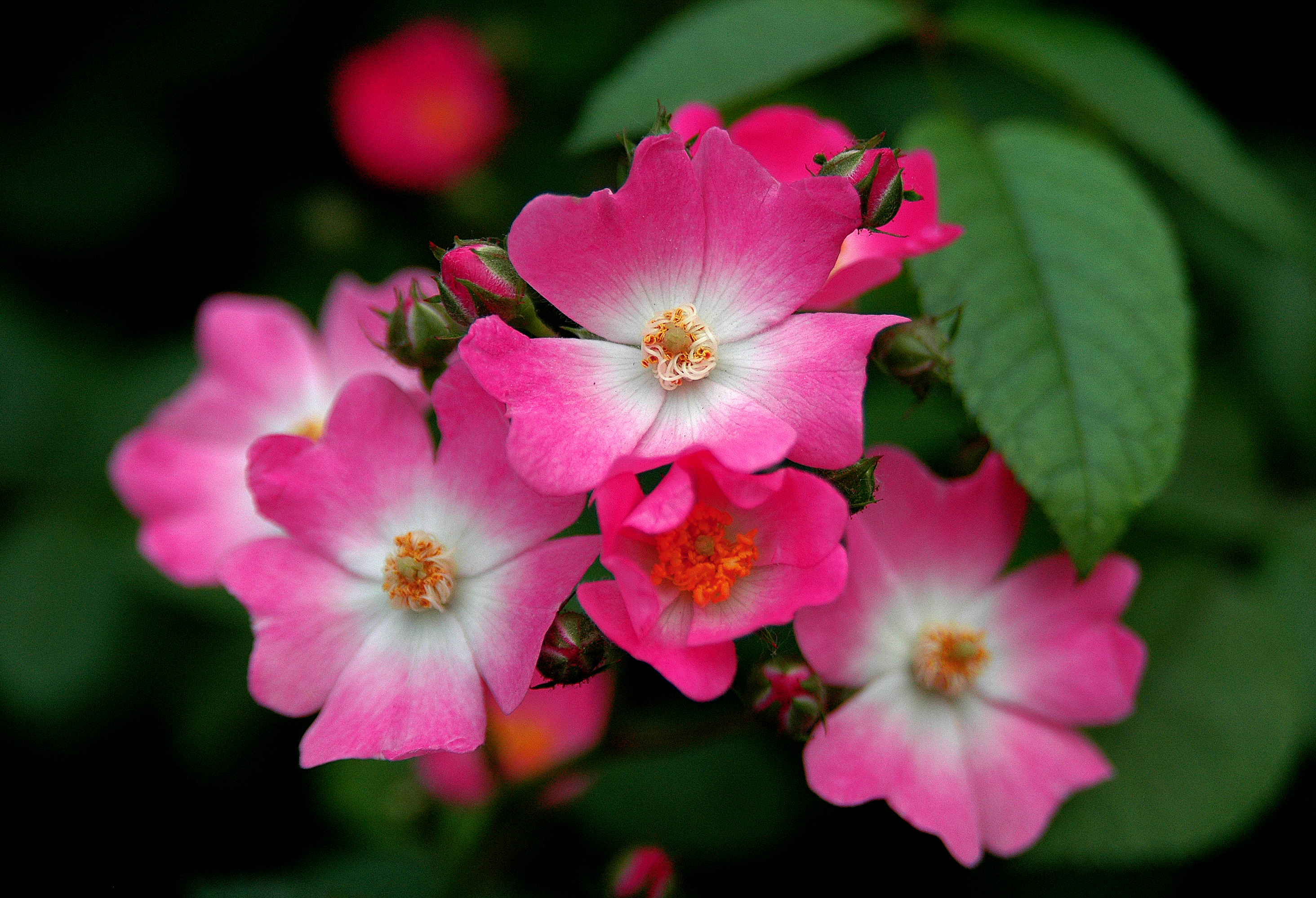 大兴月季园的月季有多少种,北京最大的月季基地在哪
