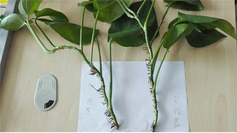 养绿萝学好这3招爆盆快长势猛,绿萝这么养不烂根不黄叶爆长新叶