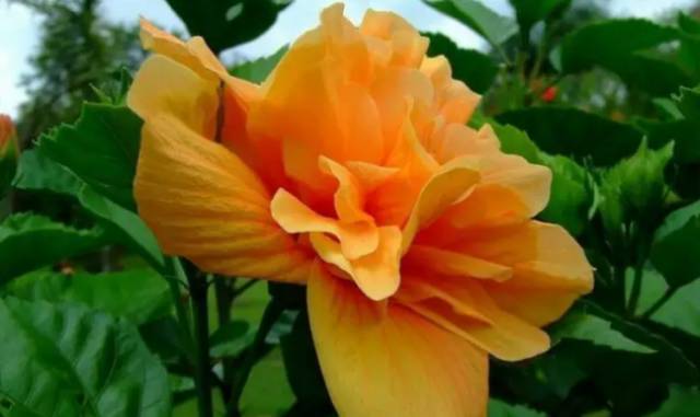 中国十大名花你认识几种呢,中国十大名花你喜欢哪种呢