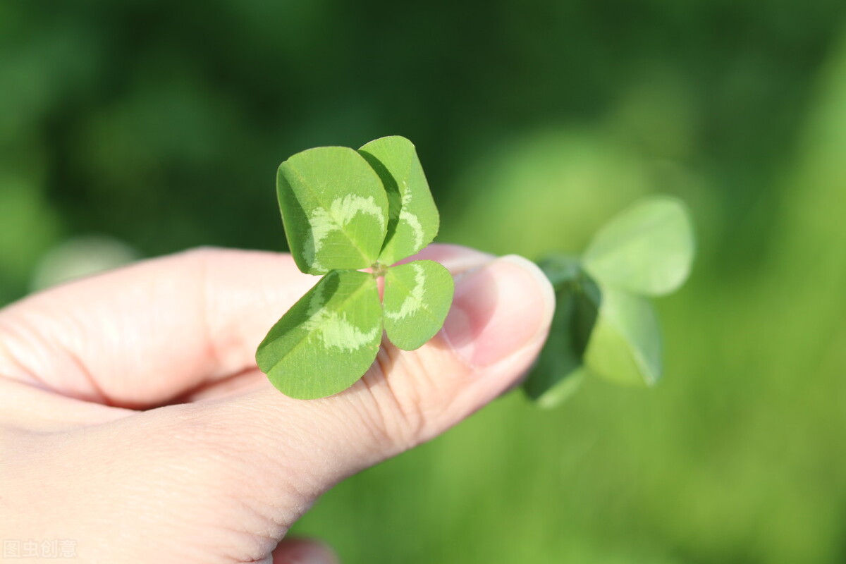 园林人需要知道的85个花卉知识,园林花卉的种类及图片