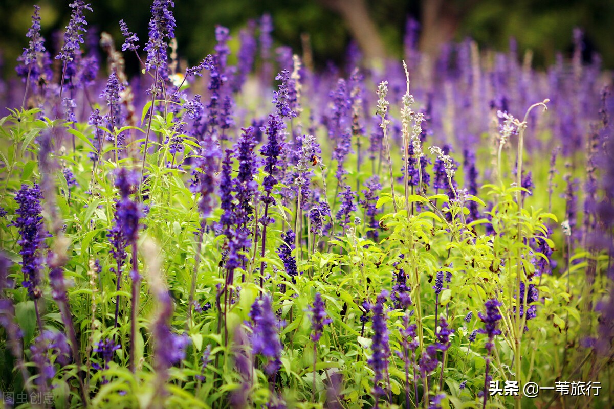 广东省五邑,五邑侨乡为什么是中国第一侨乡
