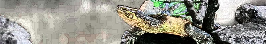 网上买回来的龟蛋怎么给蛭石补水,孵化龟蛋调蛭石湿度最简单的方法