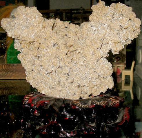 为啥在沙漠里见到石头要捡起来,在沙漠里看见石头为什么要捡起来