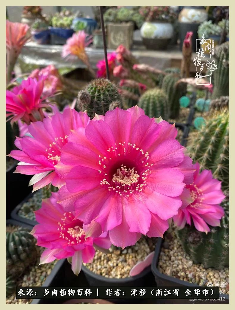 仙人球开花并散发着香味,仙人球花盛开吐露芬芳