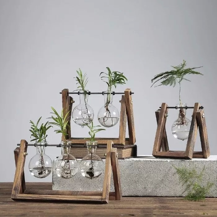 在家里面适合养什么水培植物,最适合家里养的水培植物