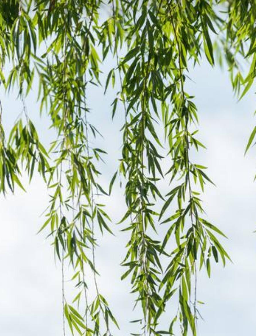 柳树枝条自制生根水视频,柳树枝条自制生根水扦插月季