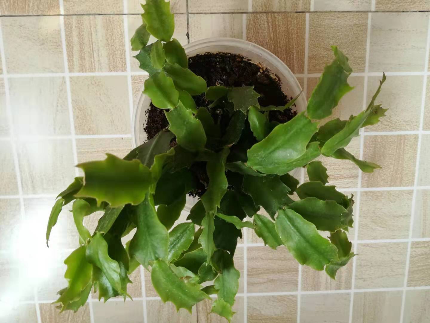 养花土壤怎么排盐碱化快,养花土盐碱化的原因有哪些