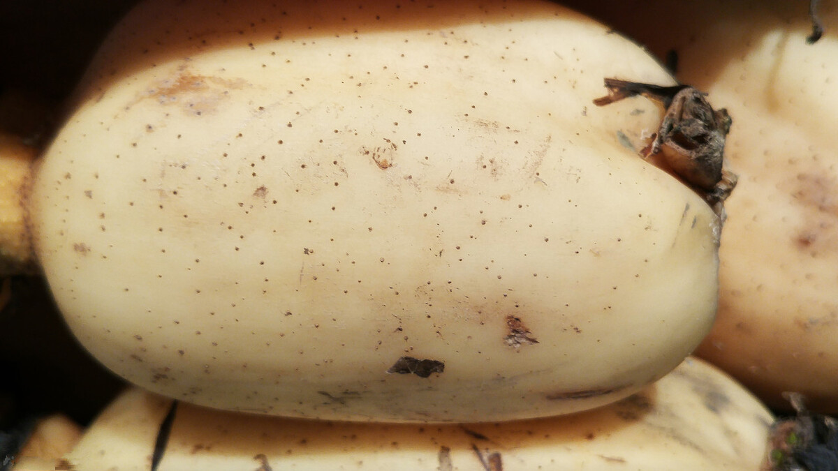 七孔莲藕和九孔莲藕哪种适合煨汤 (莲藕分七孔和九孔各自特点是什么)