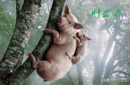 母猪外阴血肿在猪场很常见，是束手无策还是视若无睹