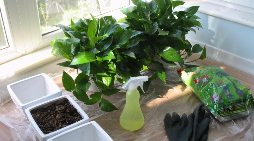 缁胯悵鏋濆彾鏀炬按閲屽涔呰兘鐢熸牴,缁胯悵鏋濆彾鏀惧湪姘撮噷澶氫箙鐢熸牴