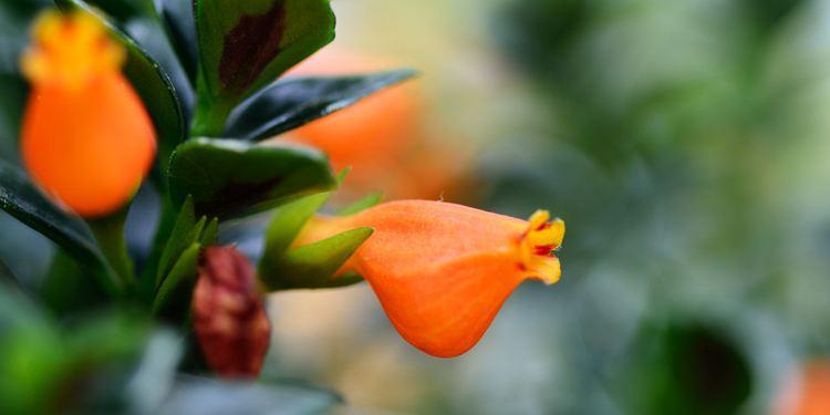 金鱼吊兰的生活习性和养殖方法,金鱼吊兰开花后像小金鱼一样漂亮