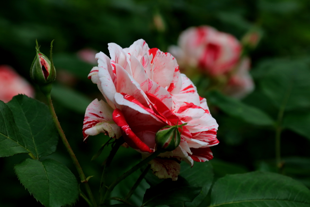 五月花；青山吹奏《蜗牛与黄鹂鸟》,D#调半音阶口琴演奏